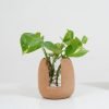 Cork Oval Test Tube Planter