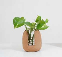Cork Oval Test Tube Planter