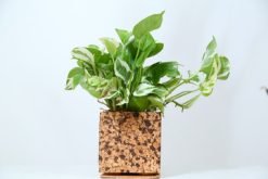 Cork Choco chip Planter