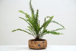Cork Flat Planter