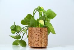 Cork Linea Planter