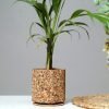 Cork Natural Grain Planter