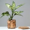 Cork Round Abstract Planter