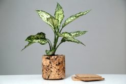 Cork Round Abstract Planter