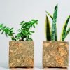 Cork Olive Planter
