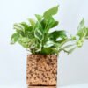 Cork Choco Chip Planter