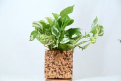 Cork Choco chip Planter