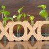 Cork XOXO Design Planter